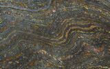 Polished Tiger Iron Stromatolite - ( Billion Years) #92955-1